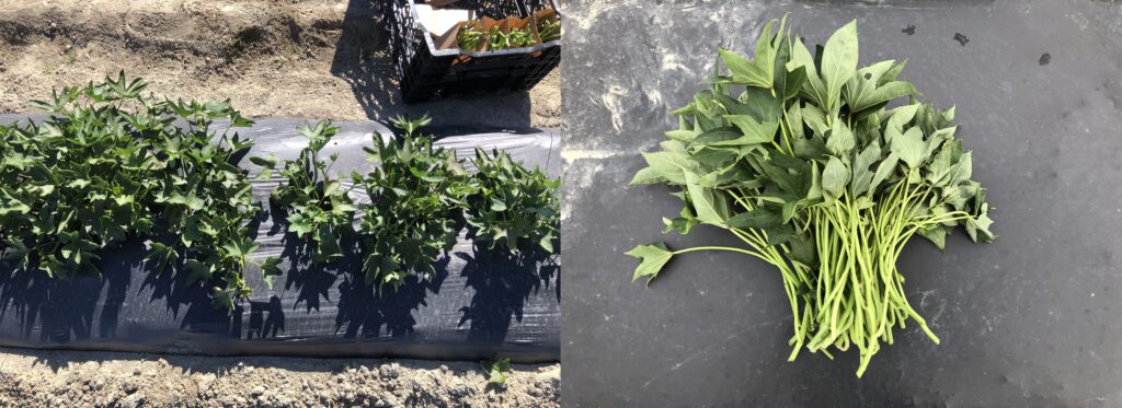 left, sweetpotato plants in the field surrounded by soil and black mulch. right, sweetpotato leaves and vines laying on black mulch.