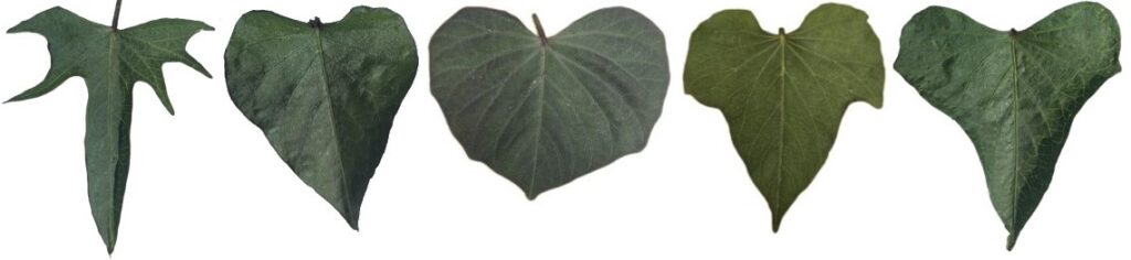 five leaves of differing sweetpotato varieties on a white background, showing differences in leaf shape, size, and color.