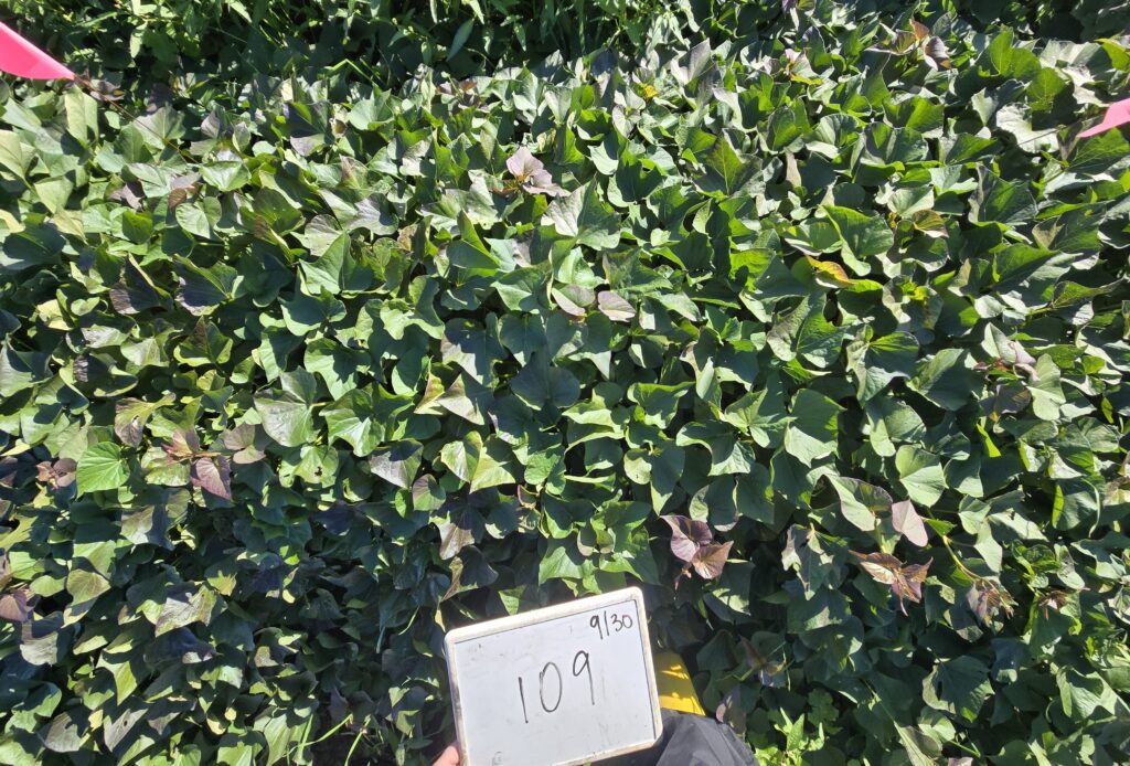 orleans plants and leaves