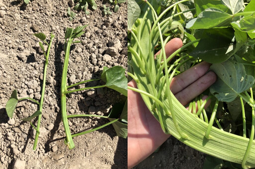 left, normal green sweetpotato stems that are circular to slightly cubic. there are a few leaves alternating along the stem. right, an abnormal fasciated green stem that forms a large flat rectangle, many leaves sprout from the edge of the stem.