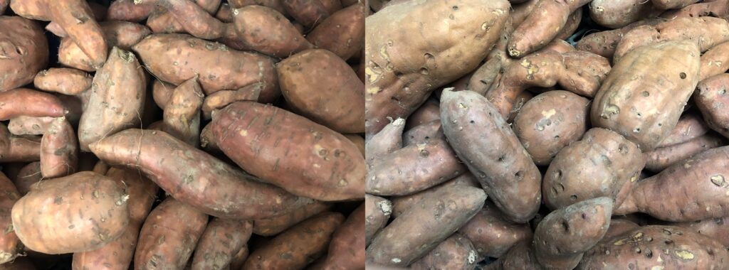 covington sweetpotato roots. left were grown in a field with low wireworm pressure and right were grown in a field with high wireworm pressure, resulting in the roots on the right having significantly more wireworm damage than the left.