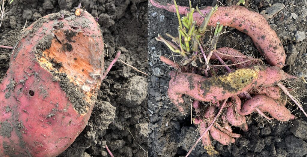 left and right show sweetpotato roots that have teeth and bite marks and chunks missing from rodent damage.