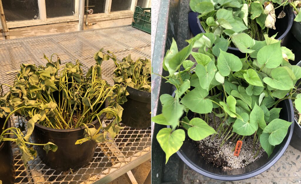 left, sweetpotato slips including vines and leaves received in the mail sit together in a black plastic pot in a greenhouse. right, sweetpotato slips ready to plant after being held in the greenhouse for a week in a black plastic pot, the plants are much less wilted than before.