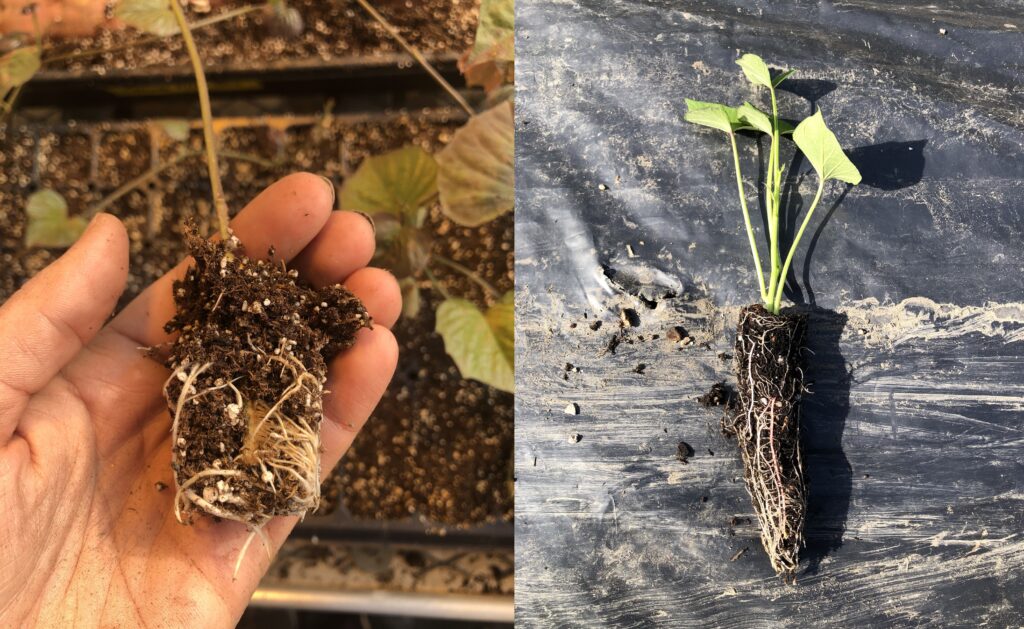 left, a rooted sweetpotato slip that is rootbound. right, a rooted sweetpotato slip that is not rootbound, there is much more potting mix than the plant on the left.