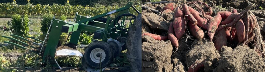 left, a green mulch lifter attachment on a tractor. right, red sweetpotato roots sit above the dirt after being lifted by the mulch lifter.