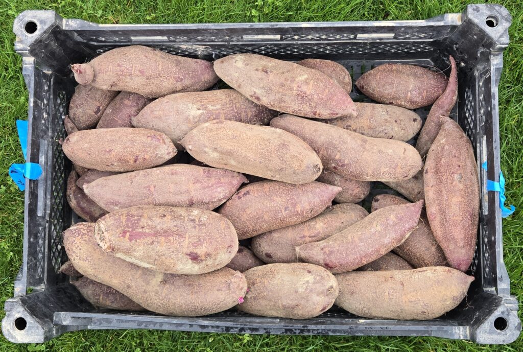 a crate of purple majesty roots showing the yield of 10 plants