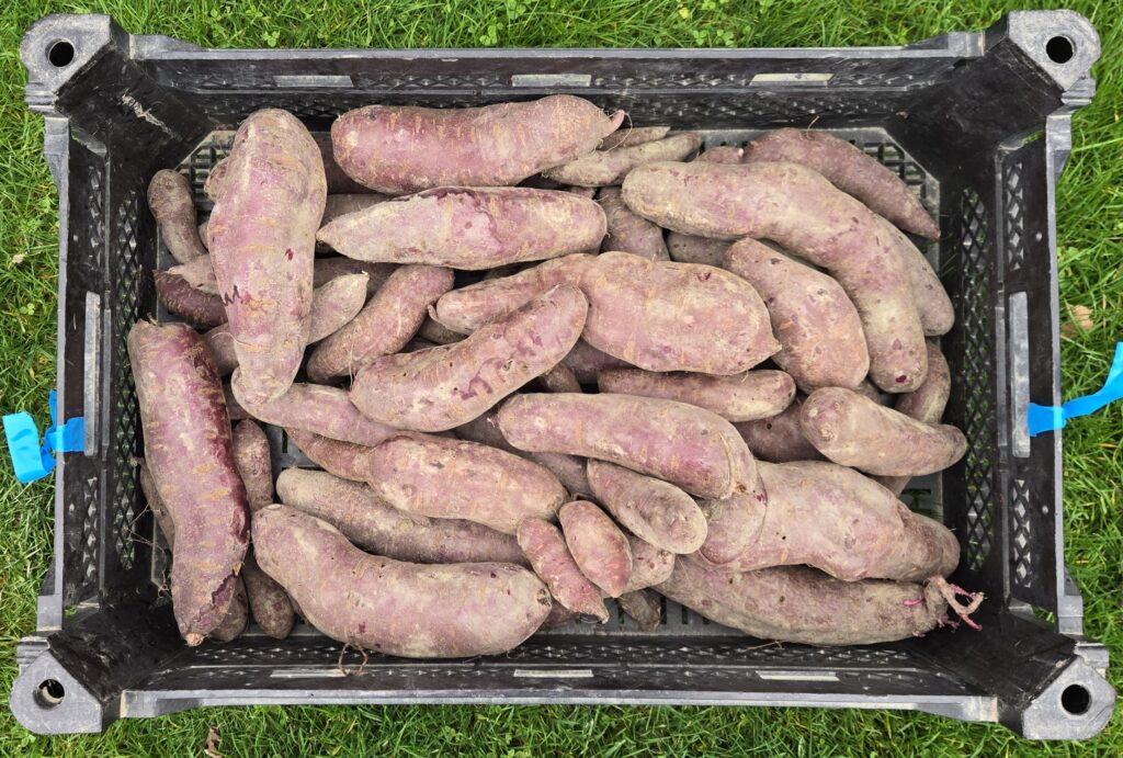 a crate of purple splendor roots showing the yield of 10 plants