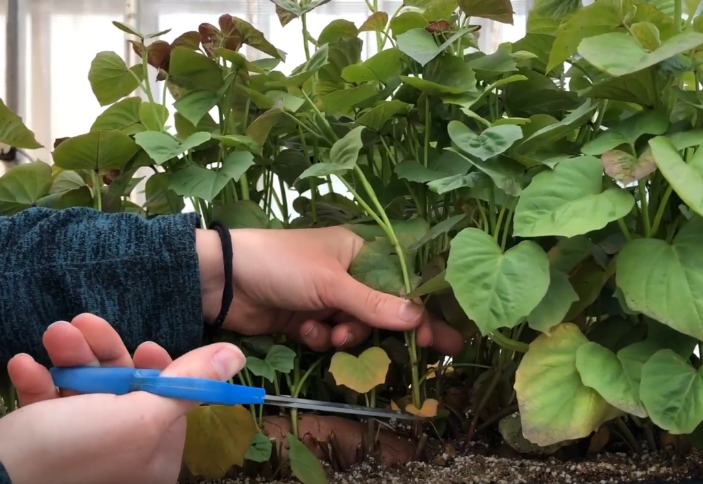 a person holding a sweetpotato slip in one hand and a pair of scissors in the other. They are about to cut the slip at the base near the skin of the sweetpotato root.