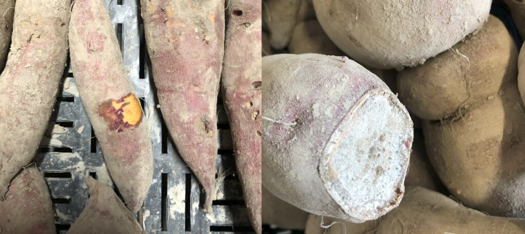 left, sweetpotatoes in a crate, one has had the skin scraped off which indicates it has not been cured yet. right, a sweetpotato root that was sliced in half during harvest, the wound has since healed over after proper curing.
