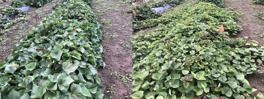 left, a row of monaco sweetpotato plants and leaves with an erect growth habit. right, a row of cascade plants and leaves with a spreading growth habit.