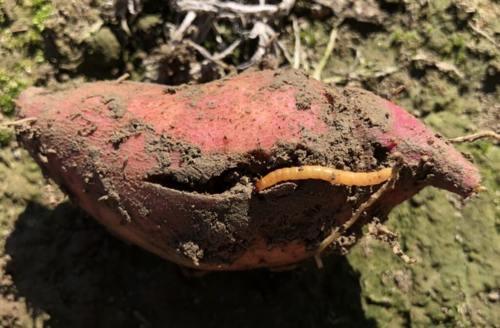 sweetpotato covered in dirt with a yellow/tan wireworm sticking out of a gash on the side.