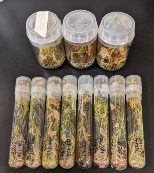 clear plastic tubes and jars containing plants grown via tissue culture on a black tabletop