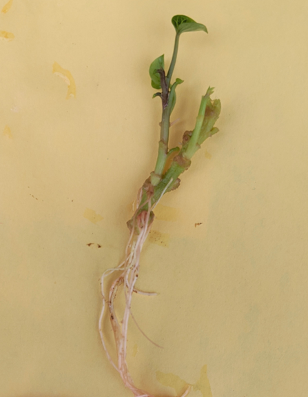 a tissue culture plant that has been cleaned, its stem is green with three tiny leaves and bare white roots