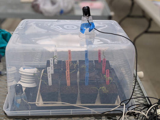 a humidity box sits on a metal greenhouse bench, a clear plastic lid sits over twelve pots with soil and plants, a white wire comes from under the lid and a black wire comes out from the top.