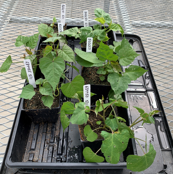 a black plastic tray holds 6 black pots with tissue culture plants after a week of growth