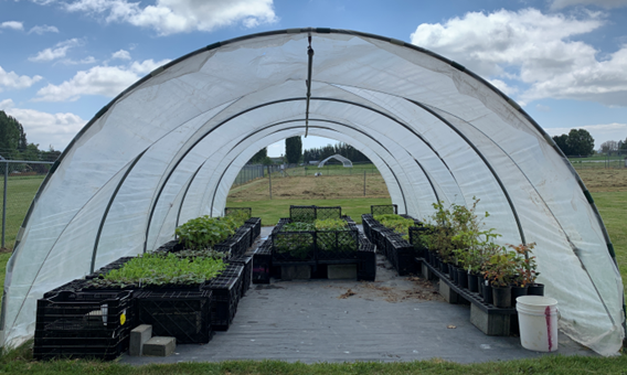 a hoop tunnel sits outside near a field. under the tunnel there are many green plants