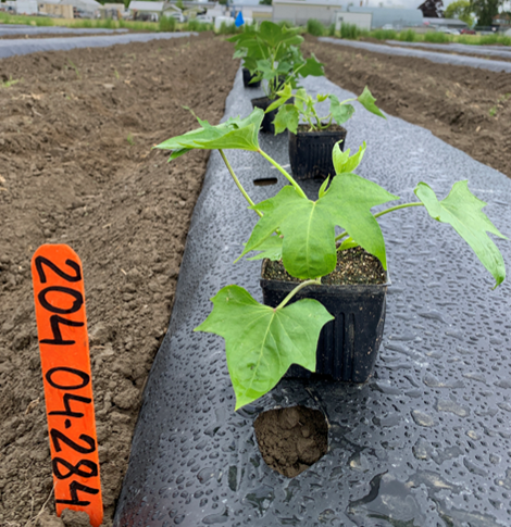 tissue culture plants in black plastic pots sit on the black mulch covering the soil in a field row, there are holes in the mulch where the plant will be planted, an orange tag with a variety number sits in the dirt