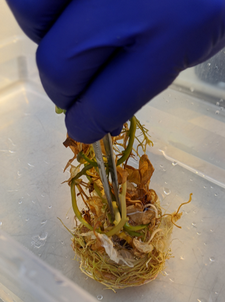 a blue gloved hand using forceps holds a tissue culture plant, placing it in a clear plastic tub