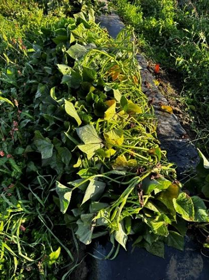 green sweetpotato vines moved to one side of the row on top of the black plastic mulch