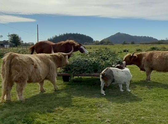 a brown horse, two brown hylander cows, and a brown and white goat approach the trailer to eat the sweetpotato greens