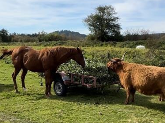 a brown horse and brown hylander cow eat sweetpotato greens from the trailer