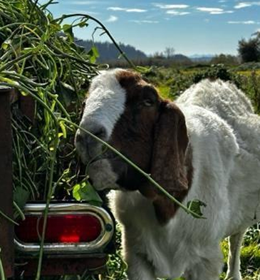 a brown and white goat eats only the sweetpotato leaves from the greens loaded in the trailer