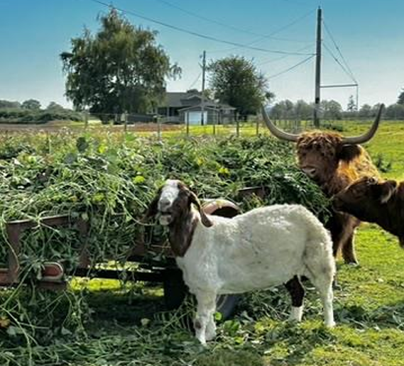 a brown cow, white and brown goat, and a brown scottish hylander cow with large horns consume sweetpotato greens from a trailer