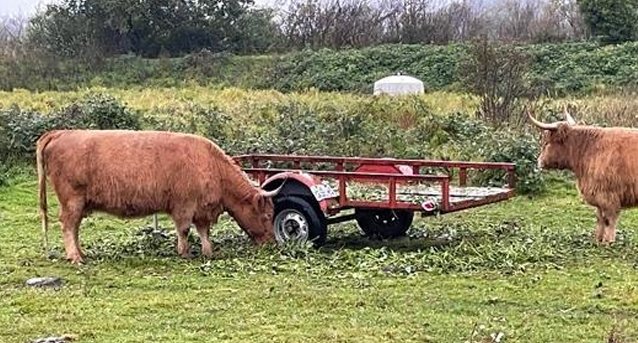 two brown hylander cows eat the scraps of sweetpotato greens left on the ground, the trailer is almost completely empty