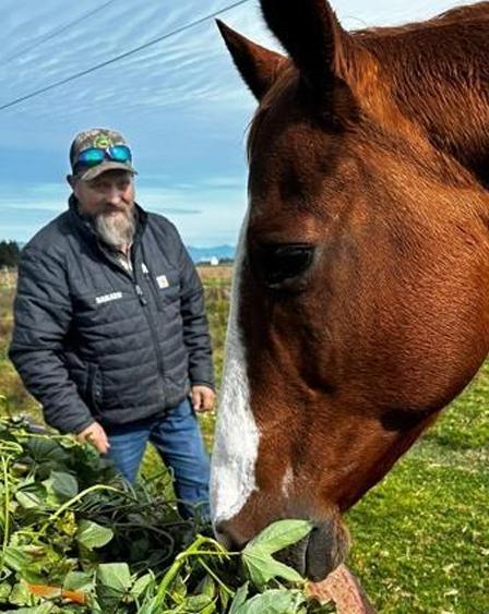 a white man with a beard wearing blue jeans, a black puffy jacket, and a hat with sunglasses on top watches as a brown and white horse eats sweetpotato greens