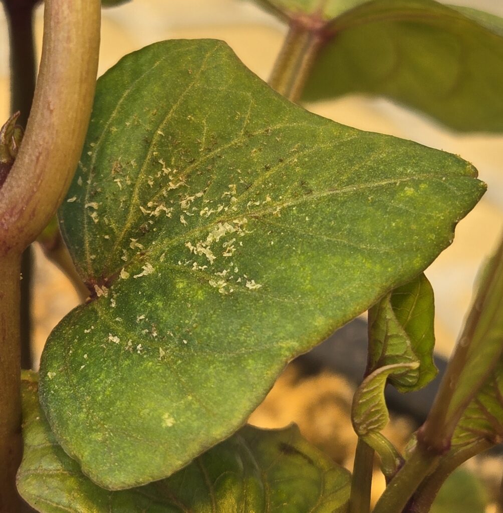 sweetpotato leaf with white crust