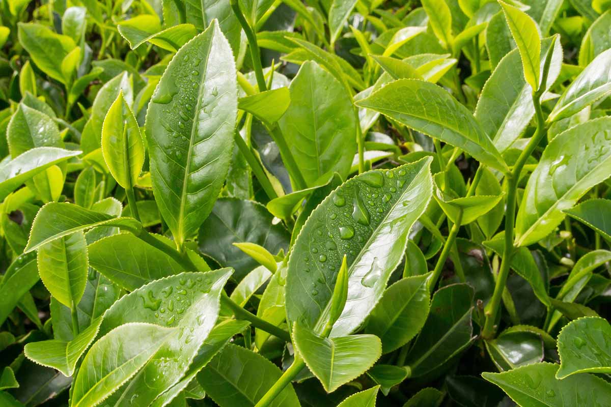 tea hedge leaves
