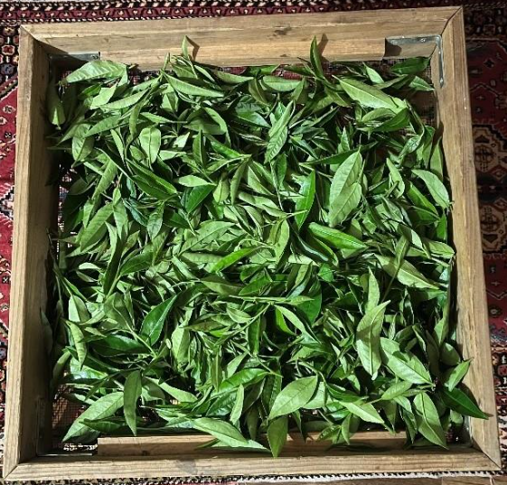 top down view of tea leaves on a drying screen
