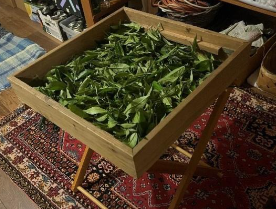 tea leaves in a drying screen
