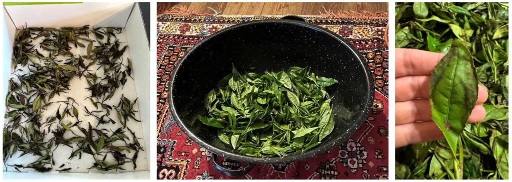 drying tea leaves in a box in the sun (left), inside in a metal bowl (middle), and a hand holding a tea leaf (right)