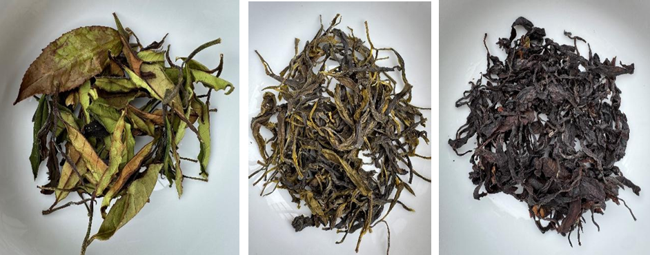 dried tea leaves, white (left), green (center), and black (right)