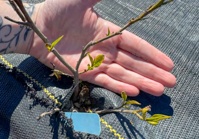 a hand rests behind a tea plant to highlight the very small new leaves