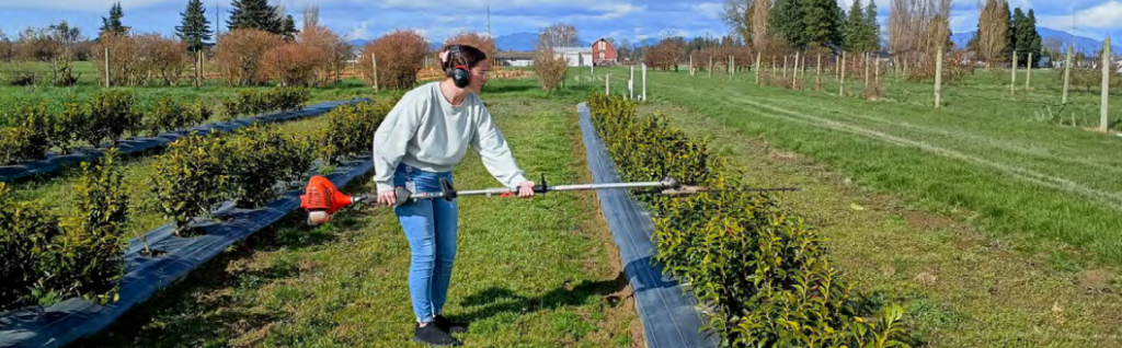 a researcher uses a hedger to prune tea plants in the field