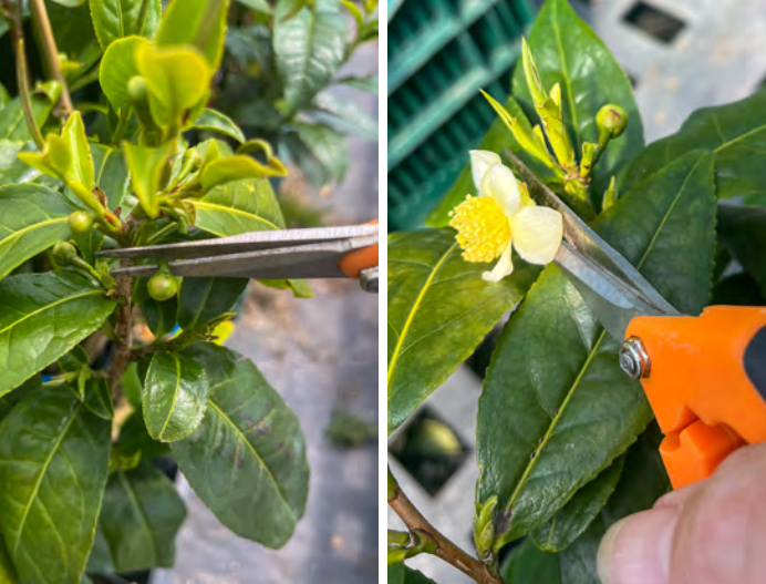 two images show scissors snipping flower buds, left closed, right bloomed, off of tea plants