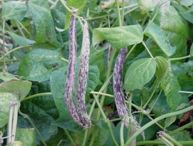 purple speckled beans surrounded by leaves