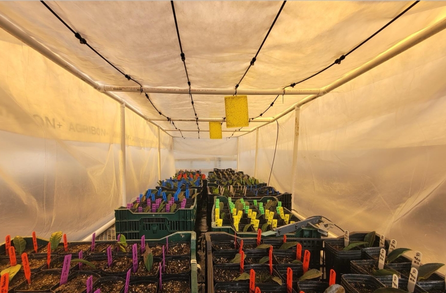 Interior of a misting chamber. Small tea plants are growing in boxes underneath misting tubes.