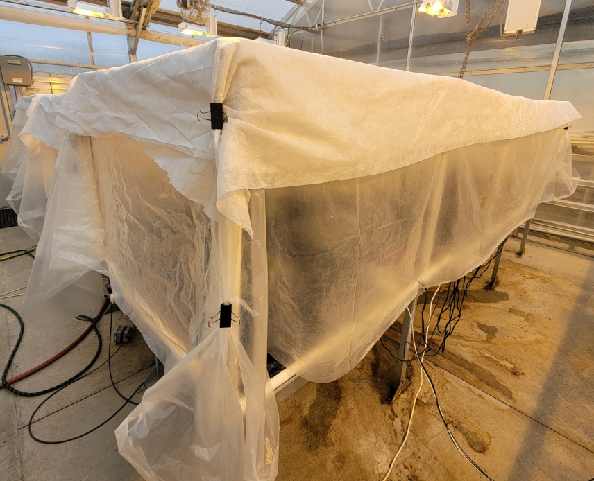 Misting chamber constructed of PVC pipe, covered with greenhouse plastic and row cover.