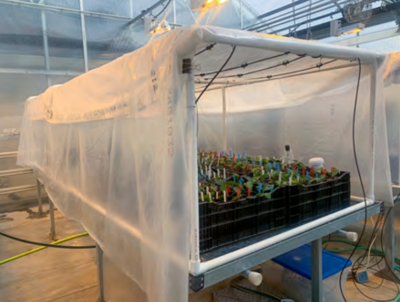 Small tea plants inside a plastic-covered mist chamber.