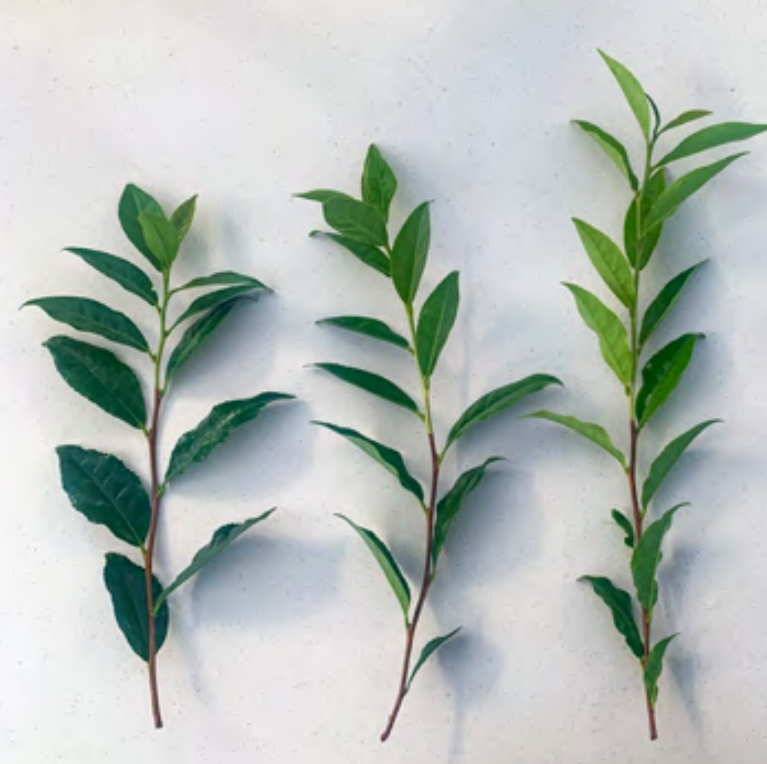 Three mature tea shoots cut for propagation
