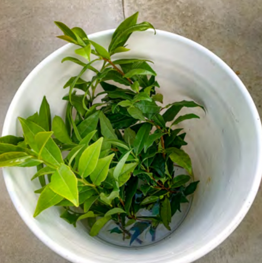 Tea cuttings in a bucket of water.