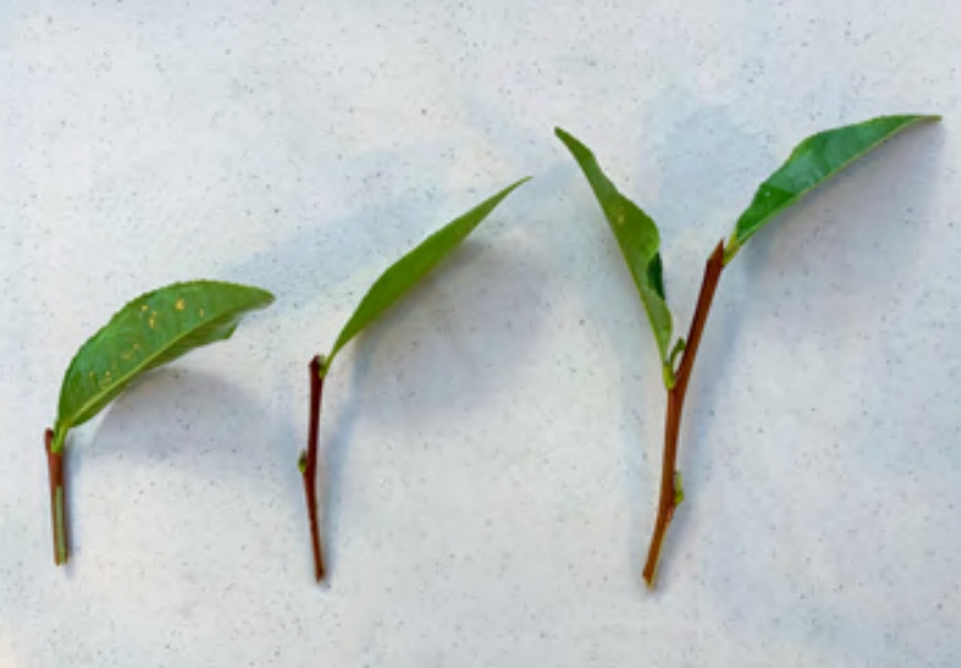 Tea plant cuttings with one, two, and three nodes.