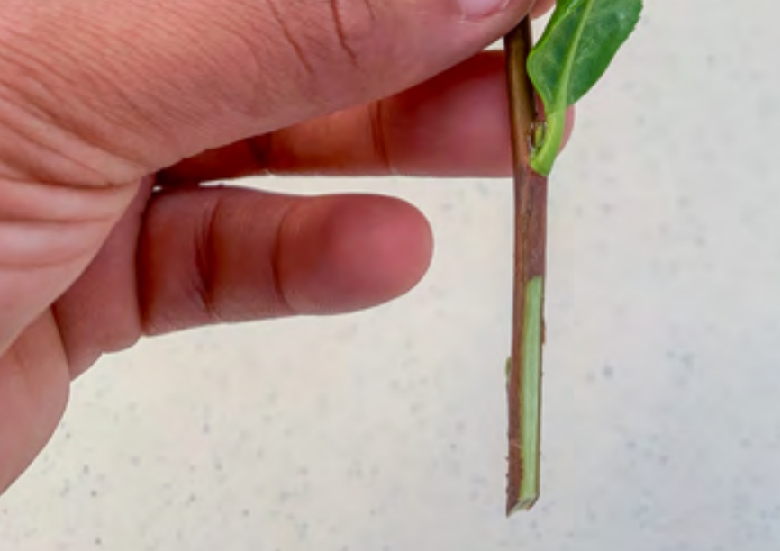 Tea plant cutting with a scored stem.