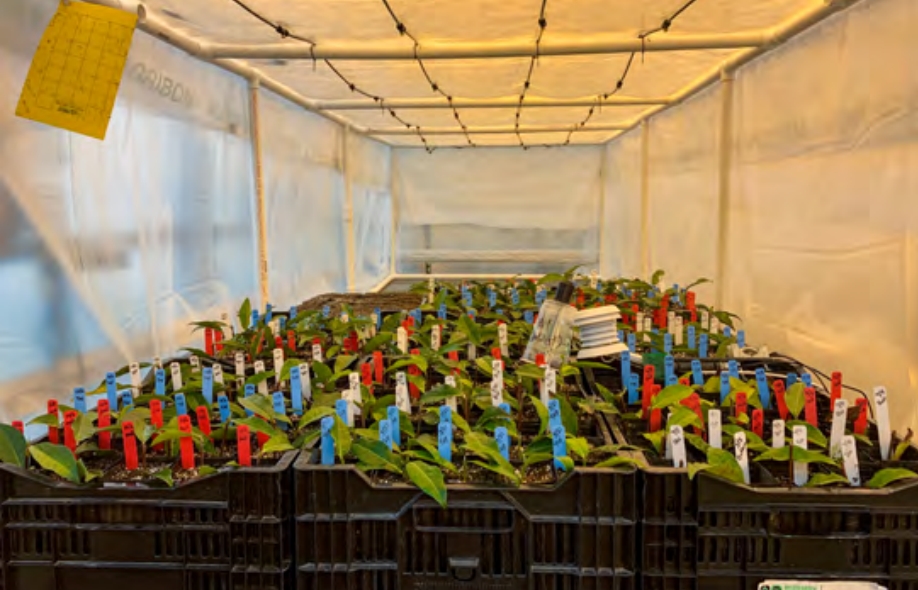 Small tea plants inside a plastic-covered mist chamber.