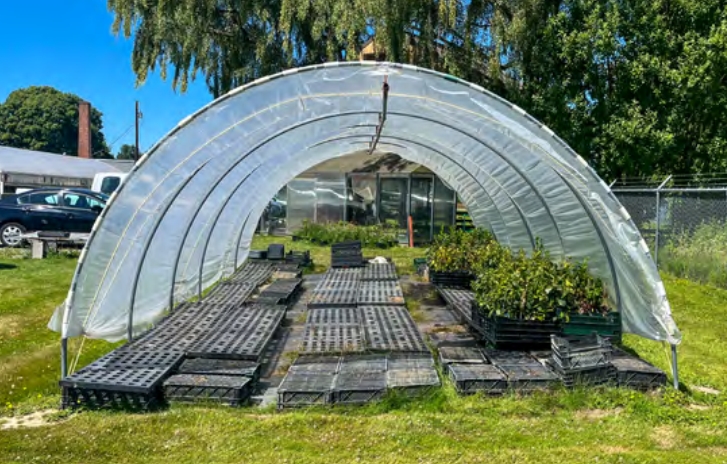 Tea plants inside a large, plastic-covered hoop house.