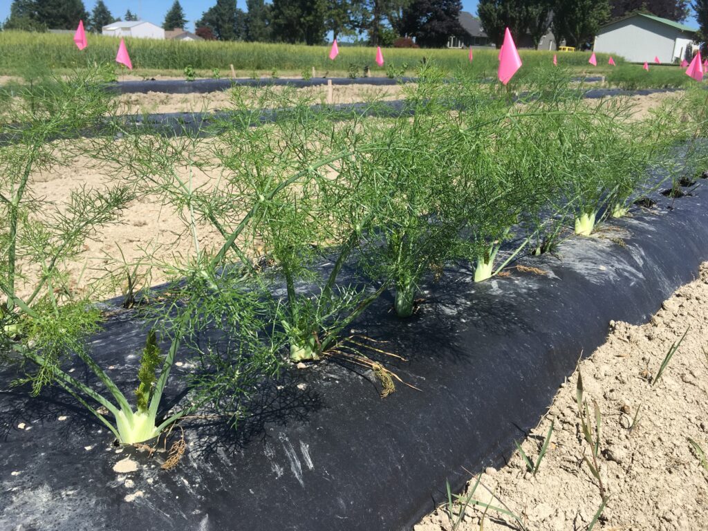 Bulb fennel growing in raised beds