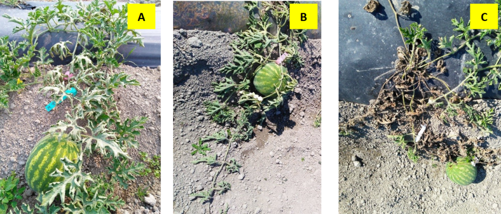 watermelon plants in the field, left shows partial leaf wilt, middle shows complete leaf wilt, right shows a dead plant